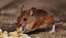 24 Hour & Emergency Exterminators in Marianna, FL